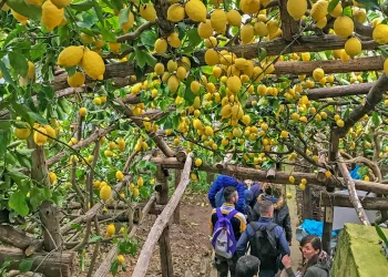 Lemon Tour Amalfi Coast Maiori